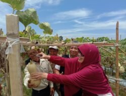 Panen Labu Madu Ditengah Sawah, Potensi Jadi Destinasi Wisata Agro