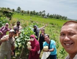 Ratusan Hektar Sawah Petani Danau Dendam Terancam Gagal dan Mati