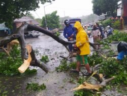 Hujan Deras Dan Badai, DLH Kota Evakuasi Pohon Tumbang Di Simpang Sukamerindu