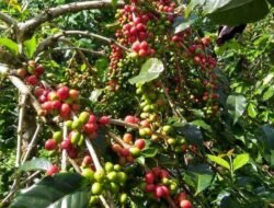 Kopi, Komoditi Yang Lagi Eksis Di Kalangan Masyarakat