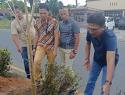 Percantik Wajah Kota, DLH Tanam Bunga Tabebuya Di Median Jalan