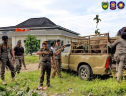 Satpol PP BS Tertibkan Kerbau Masuk Kawasan Perkantoran