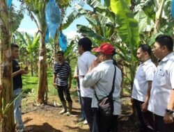 Lihat Langsung Pengelolaan Pisang Barangan, Distan Seluma Kunjungi Petani Desa Lunjuk