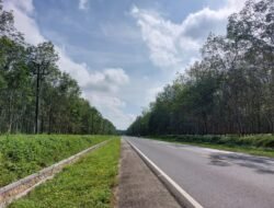 Jaga Ekosistem Pohon Karet, Ciptakan Lingkungan Hidup Strategis