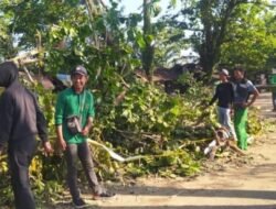 DLH Rutin Pangkas Pohon Besar Dan Tinggi Di Kota Bengkulu Dengan Skala Prioritas