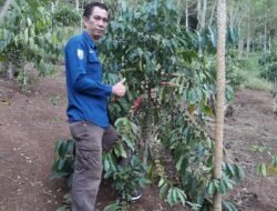 Kopi Bengkulu Semakin Menjanjikan Dengan Keunggulan Kualitas Dan Rasa