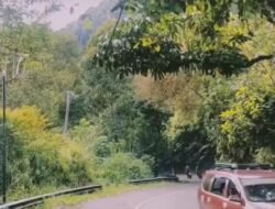 Rawan Pohon Tumbang, Dewan Harap Pemkab Rutin Penebangan Pohon Liku 9