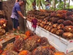 Pasca Kasus Replanting Sawit Mencuat, Dewan Ajak Koptan Sawit Gandeng APH