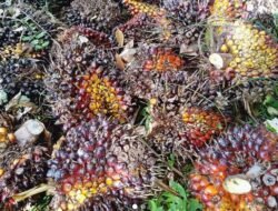 Harga Sawit Turun, Dewan Minta Pemda Ambil Langkah