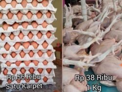 Woww, Di Bengkulu Harga Telur Lebih Mahal Dibanding Harga Daging Ayam