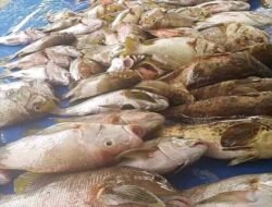Cuaca Buruk, Harga Ikan Laut Capai 70/Kg