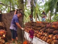 Program Replanting Sawit, PLT Rosmala Dewi Sayangkan Petani Lebih Pilih Jual Kebun