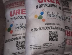 HET Pupuk Subsidi Rp 112.500, Kabid PSP Dinas TPHP Provinsi : Kalau Ada Ongkos Angkutan Harus Diluar Nota Pembelian