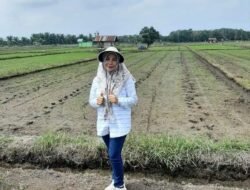 Musim Kemarau, PLT Rosmala Dewi Ingatkan Lahan Persawahan