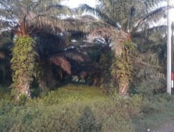 Aturan Kementan, Dinas TPHP Warning Petani Sawit Pakai Pupuk Subsidi