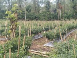 Dinas TPHP Provinsi Minta APH Pantau Distribusi Pupuk Non Subsidi