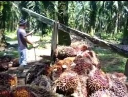 Harga Sawit Naik, Plt Rosmala : Di Satu Sisi Menguntungkan Petani Sawit