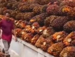 Penetapan Harga Sawit, Yuhan Syahmeri : Sesuai Umur Tanam