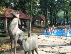Kebun Binatang Taman Remaja Terbengkalai, Wan Sui : Kalau Tidak Diajukan Anggaran Bagaimana Mau Support