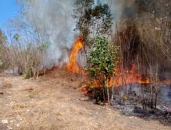 Lereng Gunung Arjuno Terbakar, Karhutla TN Gunung Ciremai Makin Meluas