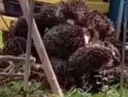 Program Kredit Usaha Rakyat, PLT Kadis Dinas TPHP Provinsi : KUR Pertanian Bisa Dimanfaatkan Untuk Sawit