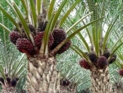 Ancaman Tanaman Sawit Di Musim Kemarau, Bicman : Kurang Air Berpotensi Mengurangi Kesehatan Tanaman