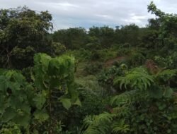 Kawasan Hutan Seluma Turun Status, Investor Tambang Emas Masuk? Gub Rohidin : Kita Belum Membicarakan Soal Tambang Emas