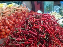 Sempat Rp 15 Ribu Perkilo, Kini Harga “CMK” Tembus Rp 45 Ribu Perkilo