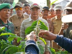Tingkatkan Produktifitas Kopi Bengkulu, Pemprov Bersinergi Bersama TNI