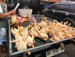 Harga Ayam Potong di Pasar Panorama Rp 25 Ribu Per Kg