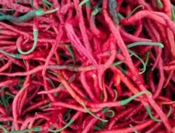 Satu Minggu Jelang Pergantian Tahun Harga Cabai Merah Turun