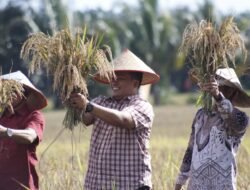 Bupati Seluma Panen Padi dan Sapa Warga Desa Air Latak