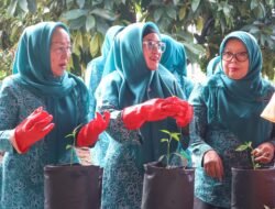Bangun Ketahanan Pangan Keluarga, Derta Rohidin Dorong Masyarakat Tanam Cabai