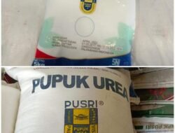 Pupuk Organik Solusi Efektif Atasi Ketersediaan Pupuk di Petani