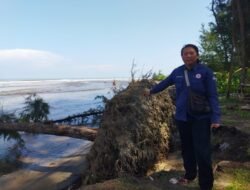 Gelombang Laut Tinggi Pantai Pekik Nyaring  Abrasi Dua  Pohon Tumbang
