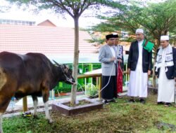 Idul Adha 1445 H, Pemprov Bengkulu Salurkan 10 Ekor Sapi Kurban