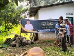 Idul Adha 1445 H, Mohammad Saleh Kurban 23 Ekor Sapi