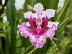 Penataan Objek Wisata Danau Dendam Tak Sudah Dilanjutkan Tahun Ini