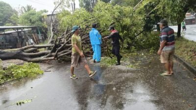 Gercep Pohon Tumbang Yang Tutup Akses Jalan Segera DLH Evakuasi