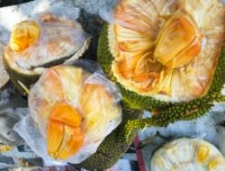 Manisnya Nangka Madu Bengkulu, Pilihan Buah Segar di Pantai Pasir Putih