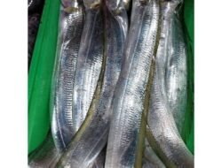 Harga Ikan Beledang di Pasar Pulau Baai Bengkulu Anjlok, Hanya Rp 5 Ribu Per Kg
