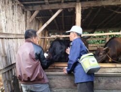 Disnakeswan Imbau Waspada Penyakit Sapi Ngorok