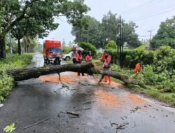 Musim Hujan, Waspada Pohon Tumbang di Pinggir Jalan