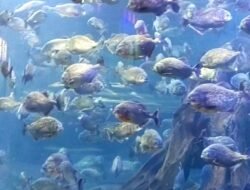 Ketakutan Seluruh Binatang Terhadap hari Jumat, Kecuali 2 Makhluk Ini