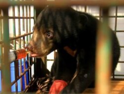 Selain Harimau, Warga Desa Tunggal Jaya sering Diteror Beruang Madu