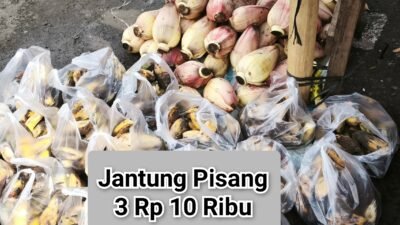 Harga Jantung Pisang 3 Rp 10 Ribu di Bengkulu