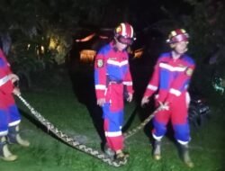 Ancam Keselamatan Warga, 50 Ekor Ular Dievakuasi oleh Damkar Sejak Januari 2025