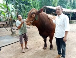 Presiden Prabowo Kurban di Seluma, Sapi Jenis Limosin dengan Nama Barong