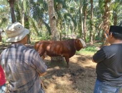 Wapres Gibran Sumbang Sapi Kurban 800 Kg untuk Warga Terdampak Gempa di Bengkulu