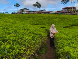 Banyak Lubang dipinggir Jalan Menuju Kebun Teh Kabawetan Dikeluhkan Warga dan Pengunjung